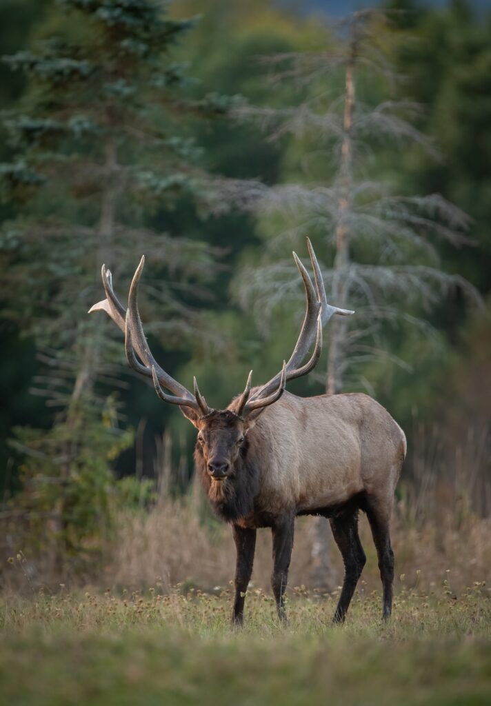 Bull Elk During the Rut Season