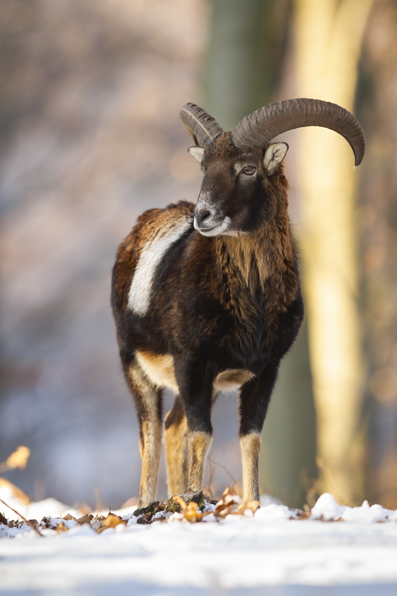 Exotic Ram Hunts in West Virginia | Gopher Ridge Farms