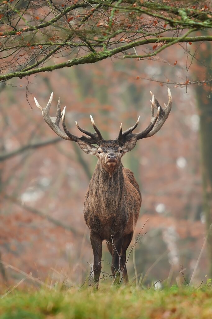 Red deer (Cervus elaphus)