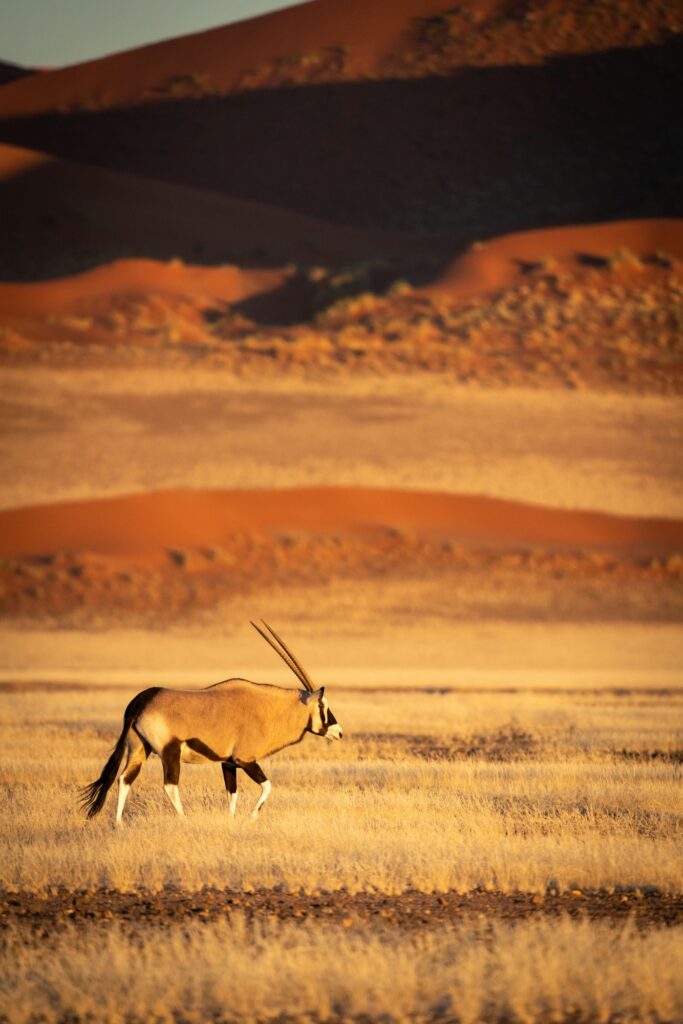 Vertical of gemsbok walking in the Namibia desert