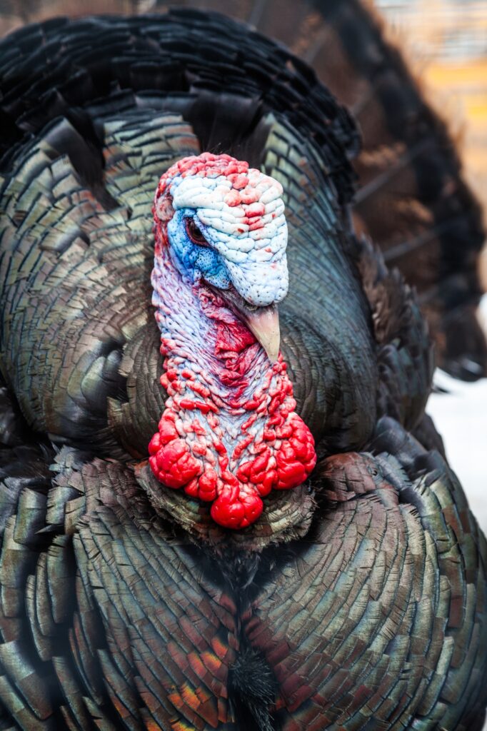 Wild Turkey Closeup