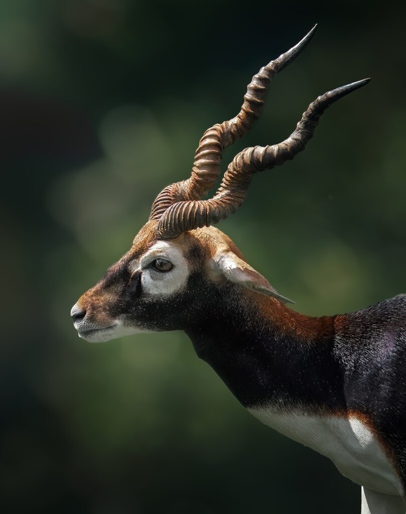 Male Blackbuck Antelope head (Antilope cervicapra)